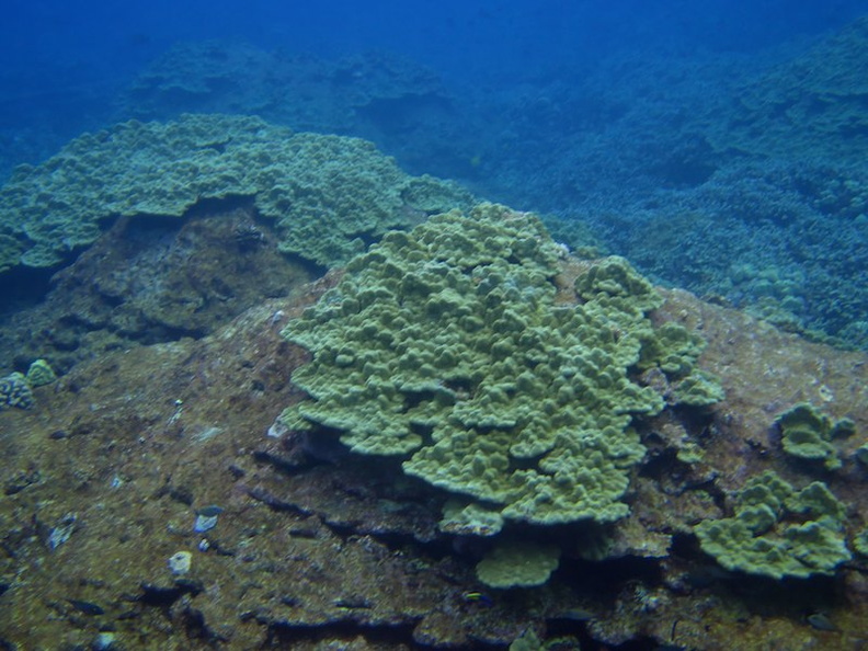 48  Lobe Coral IMG_2555.jpg